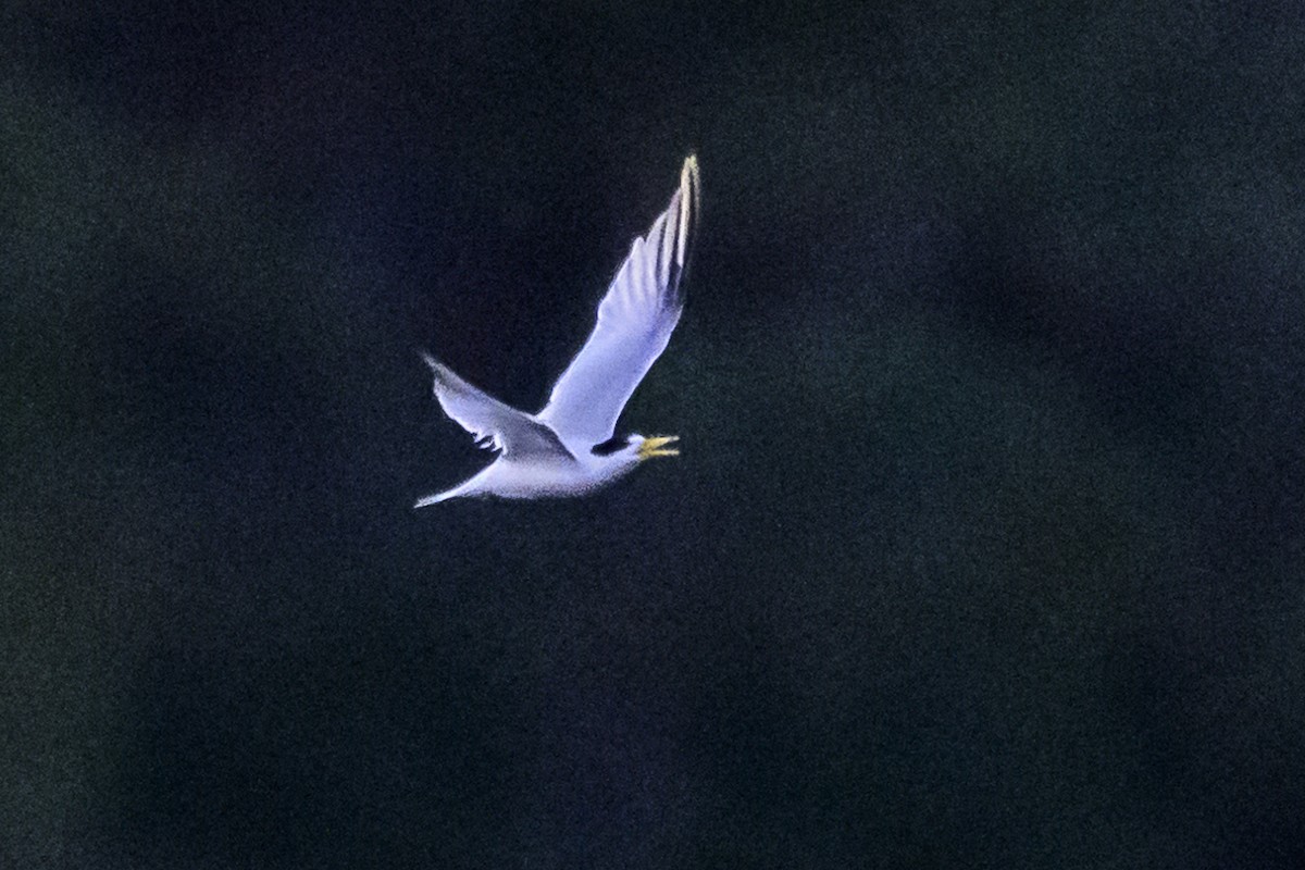 Yellow-billed Tern - Amed Hernández