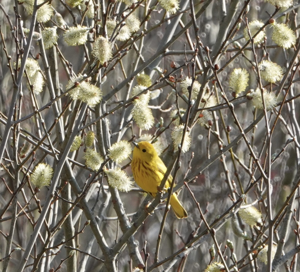 Yellow Warbler (Northern) - ML618229063
