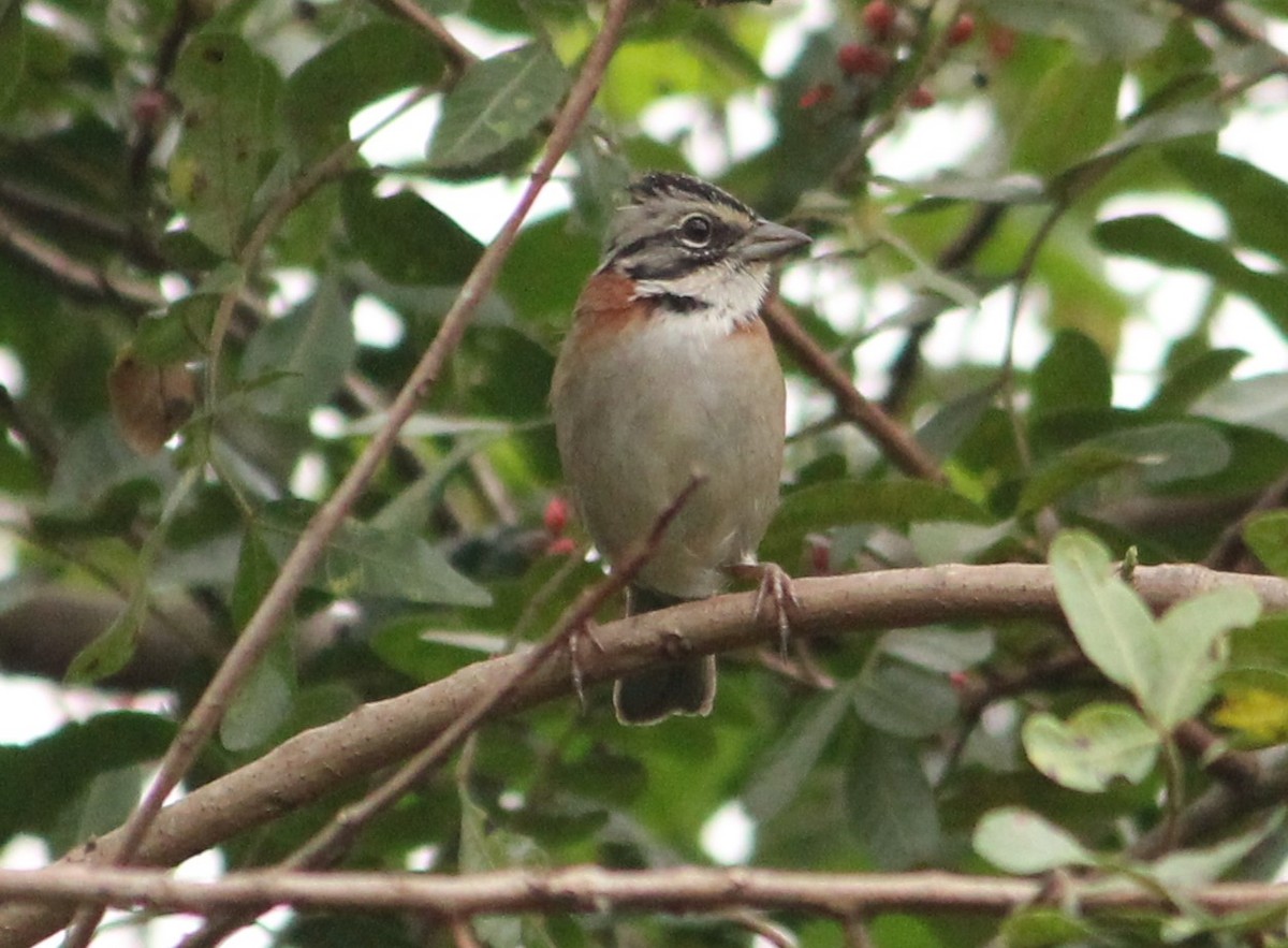 Rufous-collared Sparrow - ML618229071