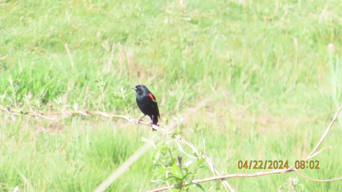 Red-winged Blackbird - ML618229075