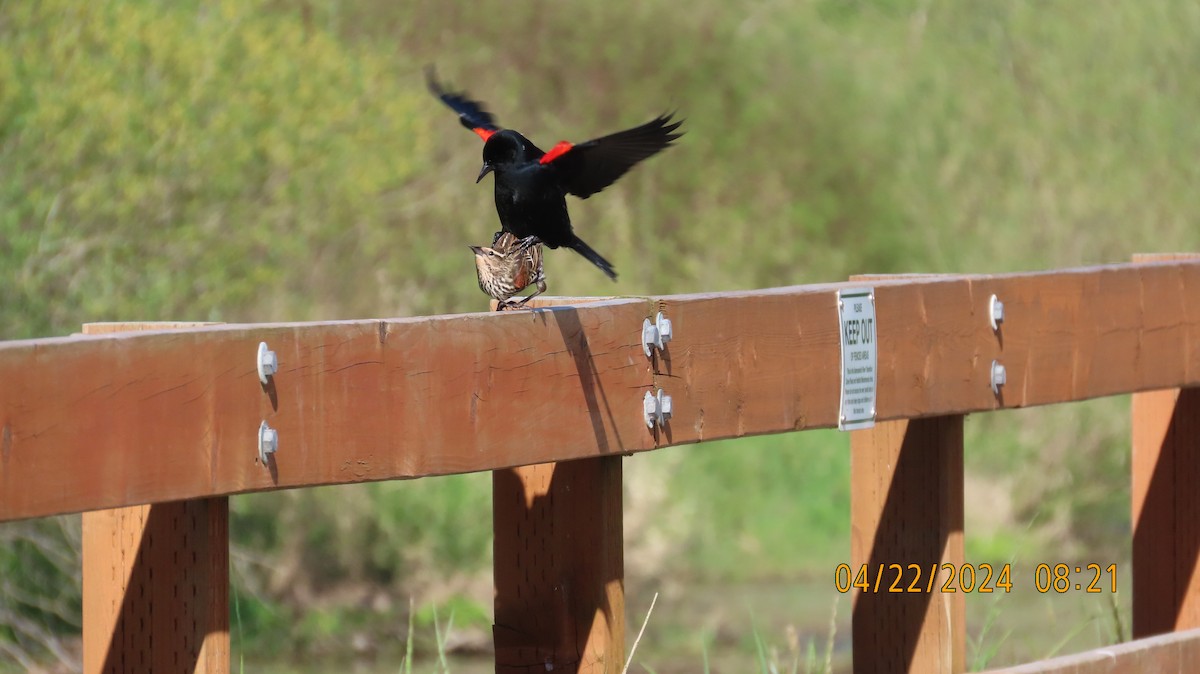 Red-winged Blackbird - ML618229076