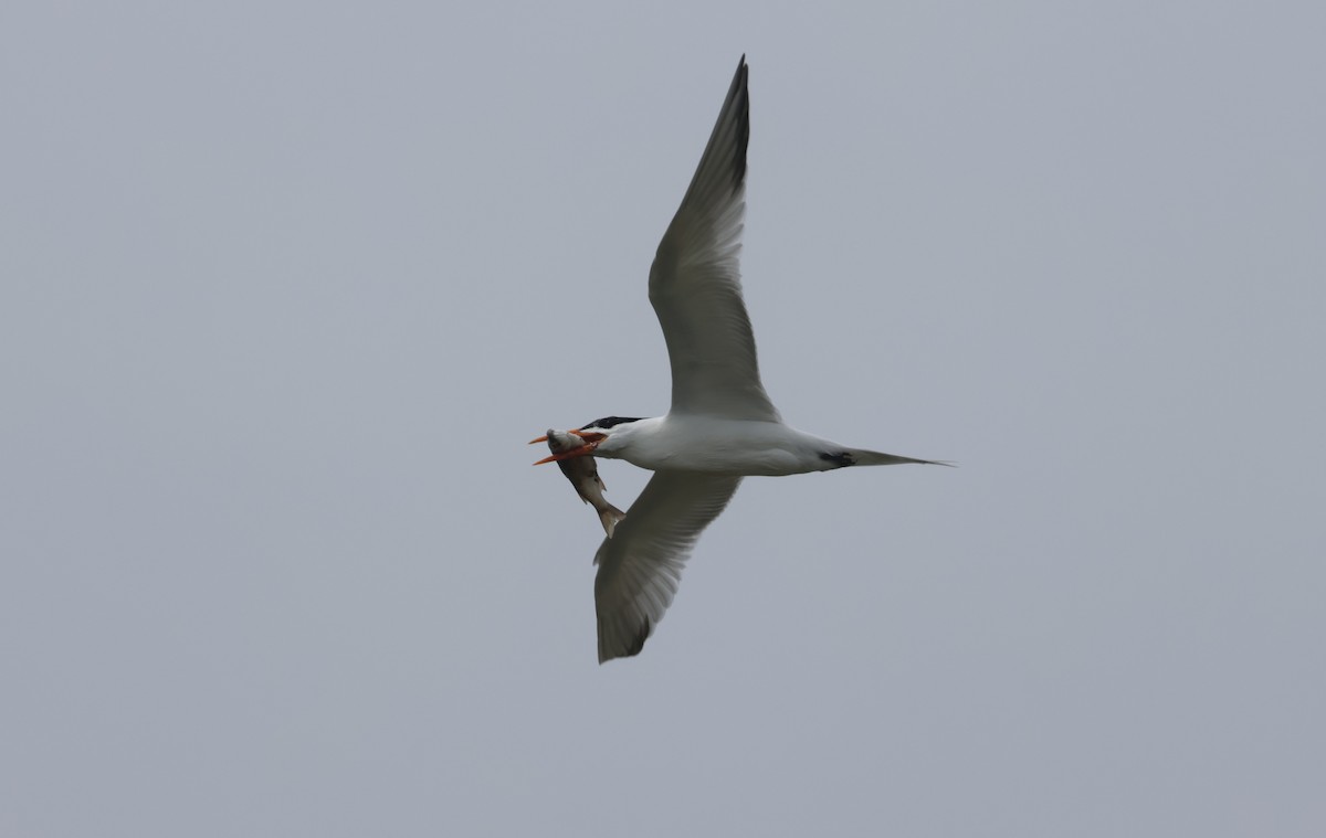 Royal Tern - John Drummond