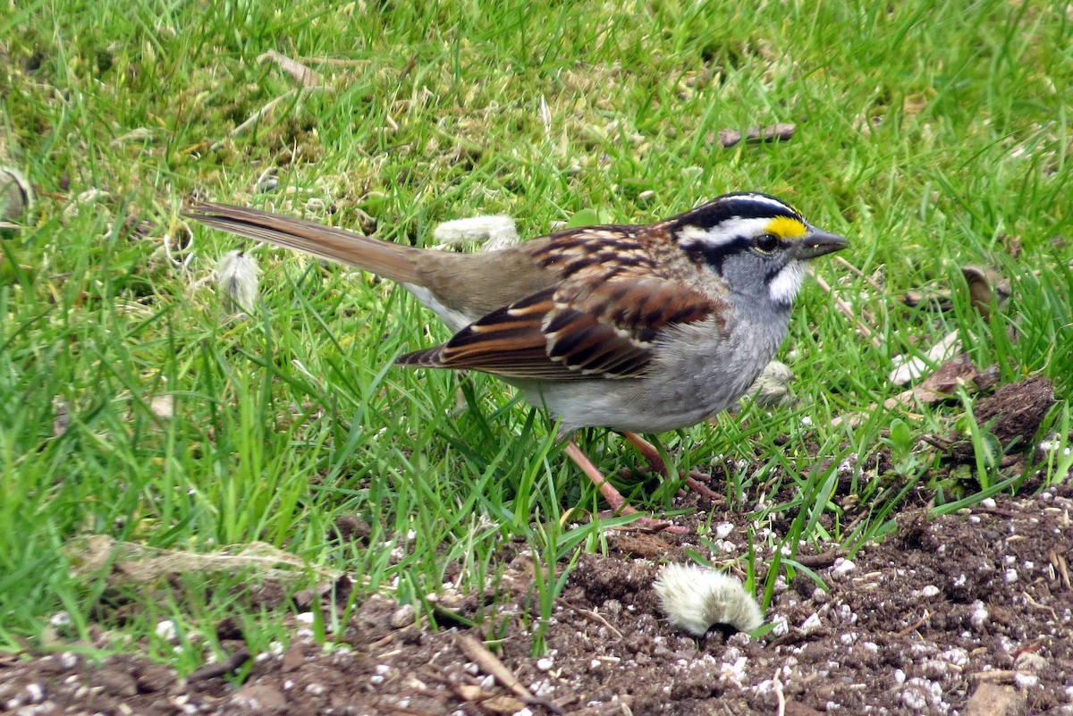 White-throated Sparrow - ML618229091
