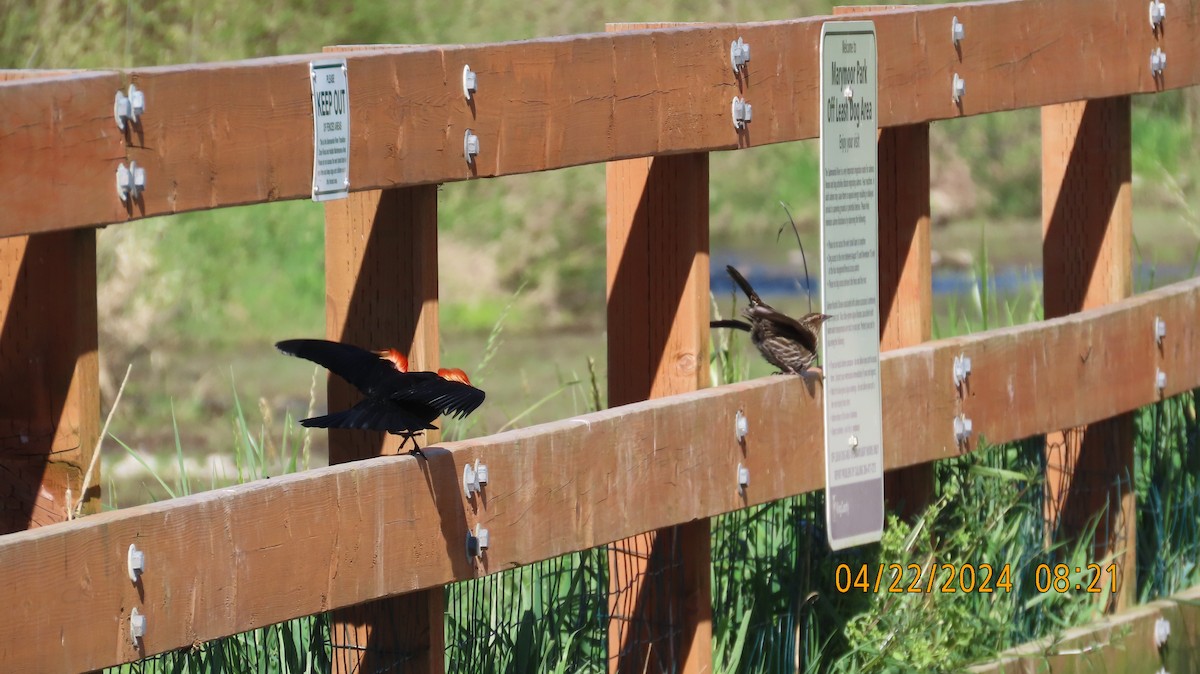 Red-winged Blackbird - Zehava Purim-Adimor