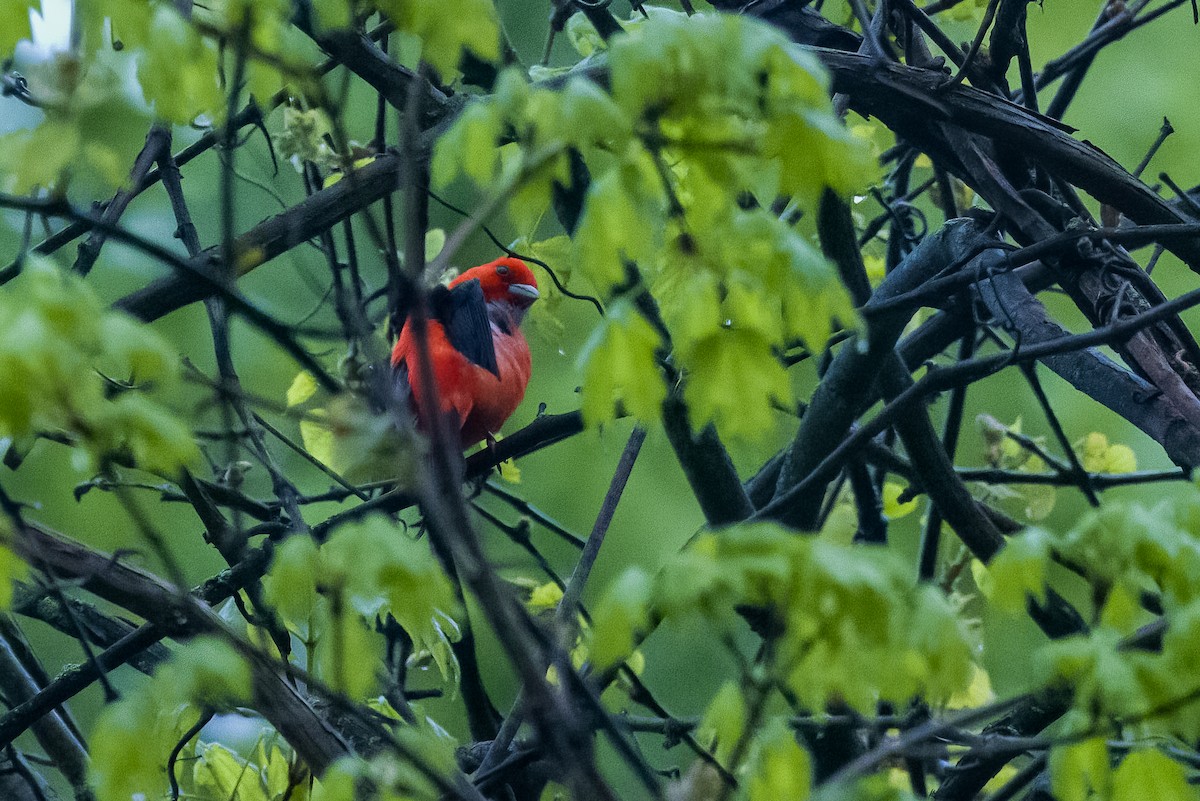 Scarlet Tanager - ML618229119