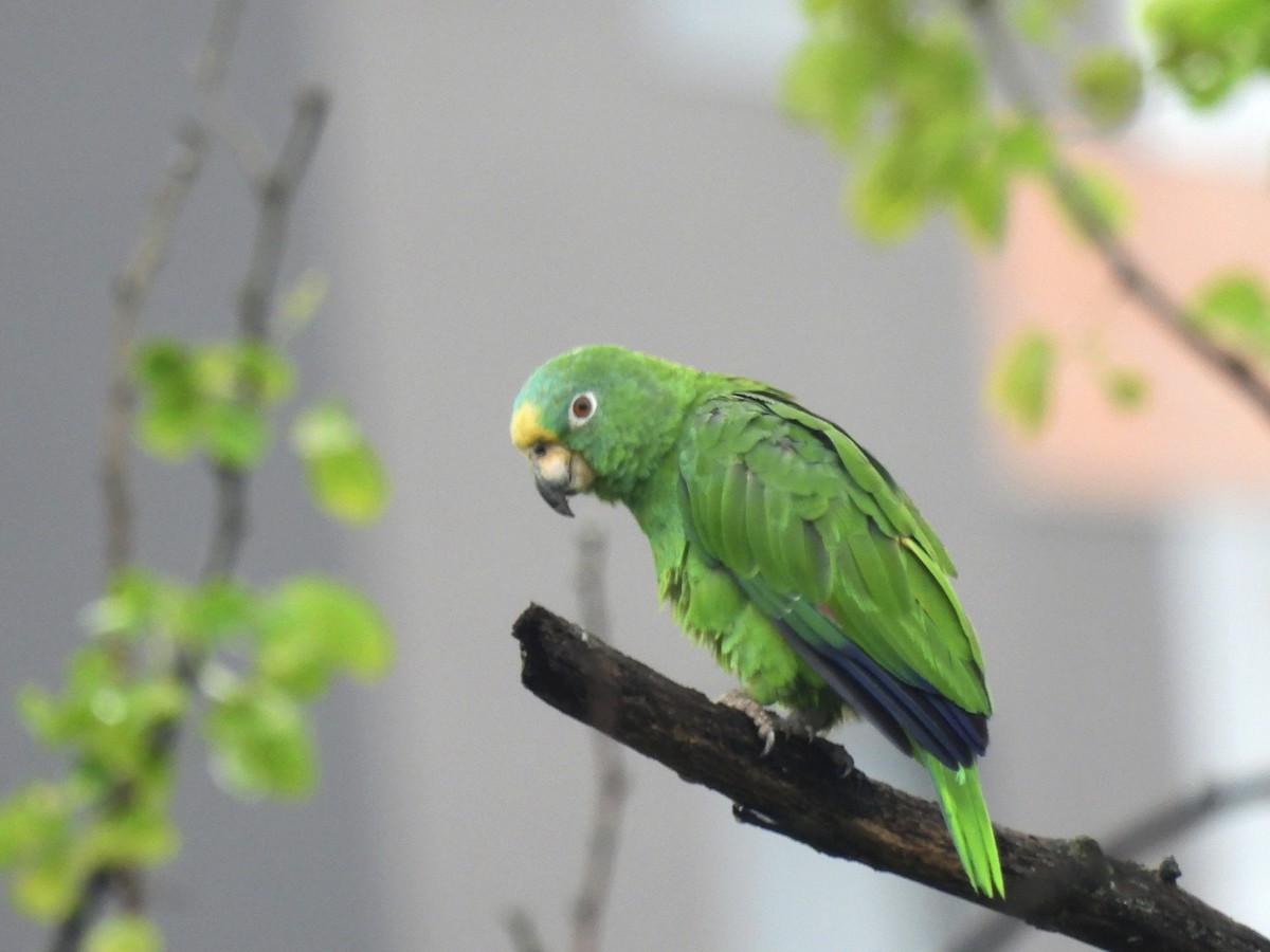 Yellow-crowned Parrot - ML618229134