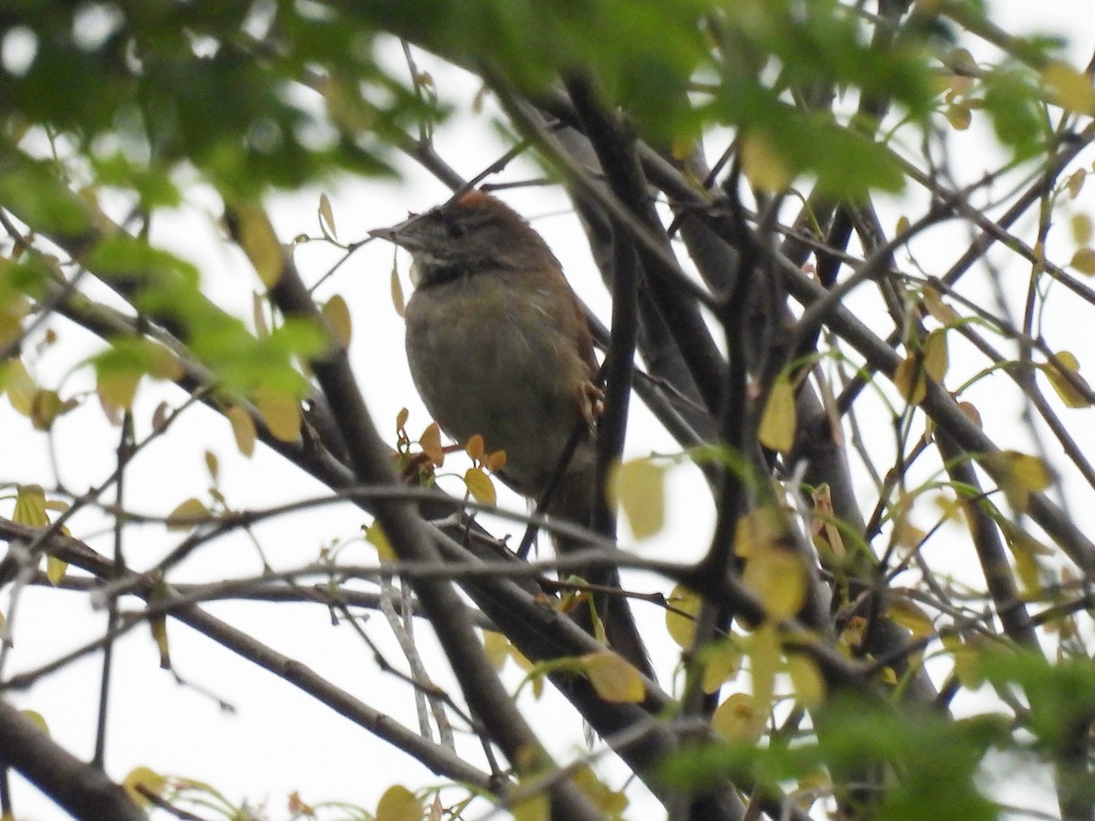 Pale-breasted Spinetail - ML618229151