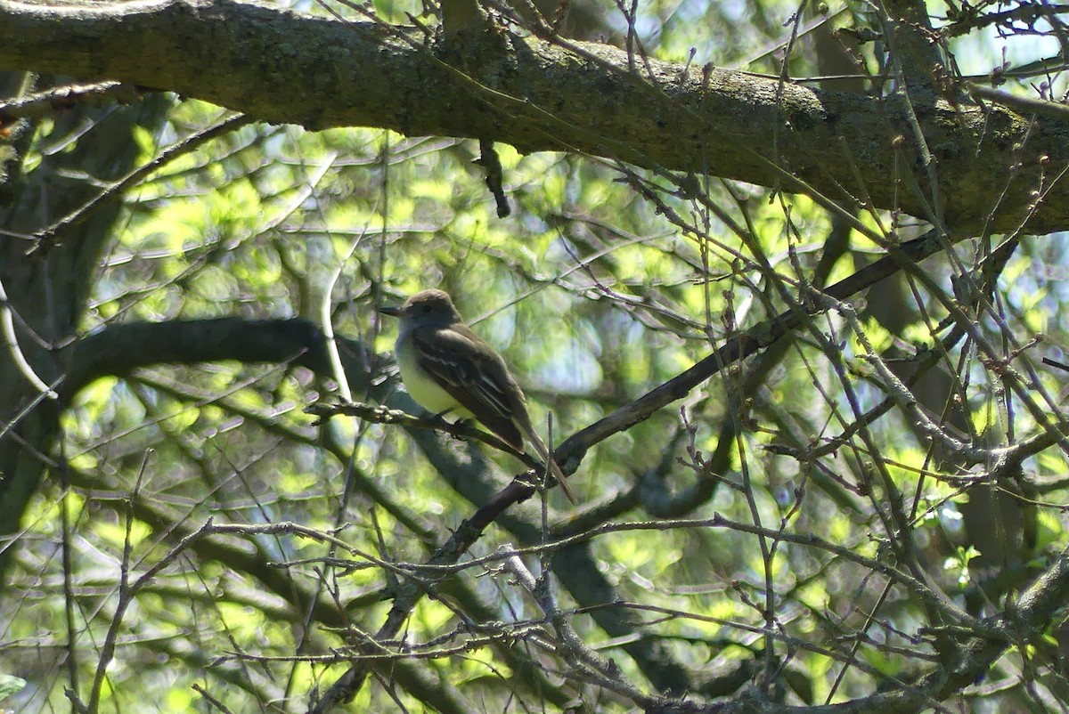 Great Crested Flycatcher - ML618229174