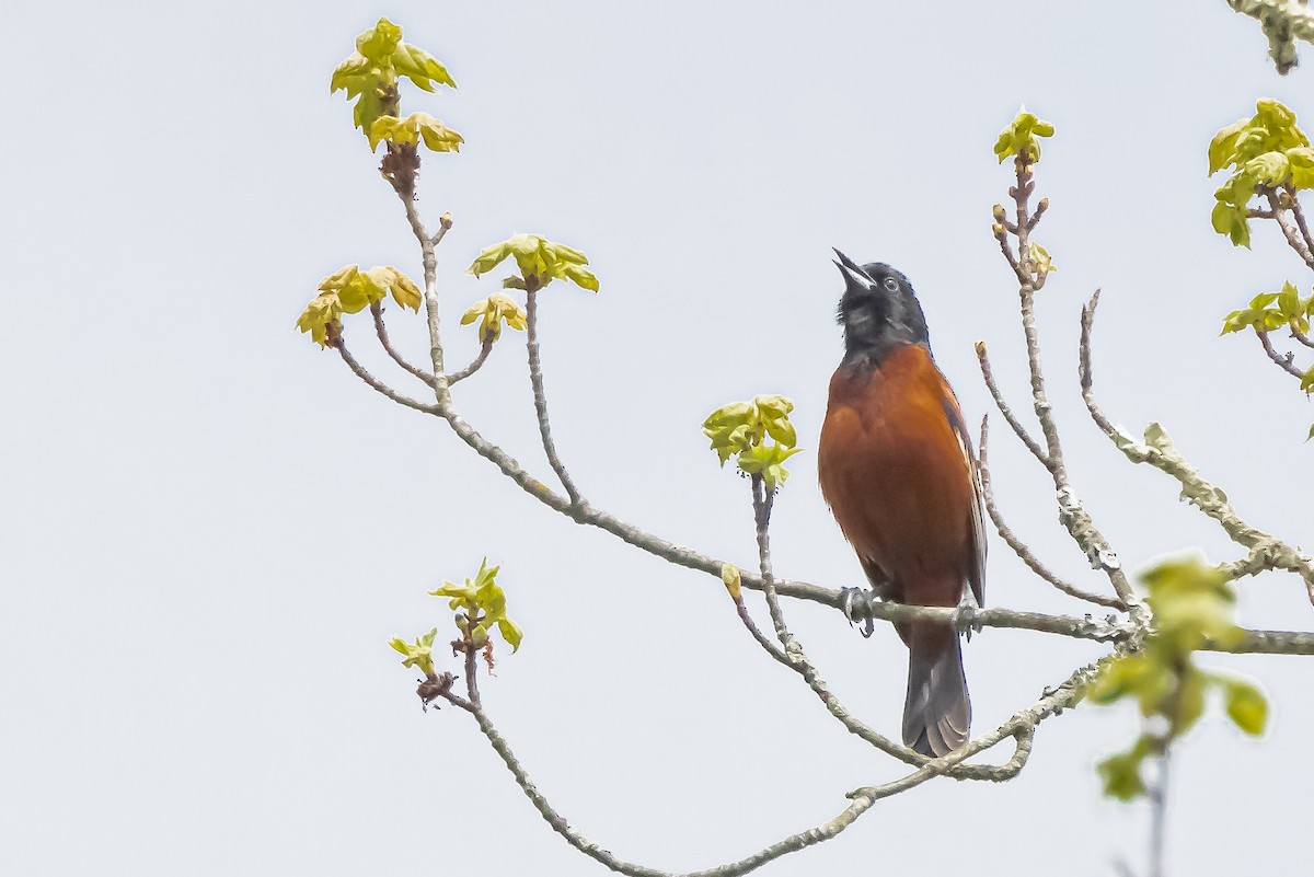Orchard Oriole - ML618229189