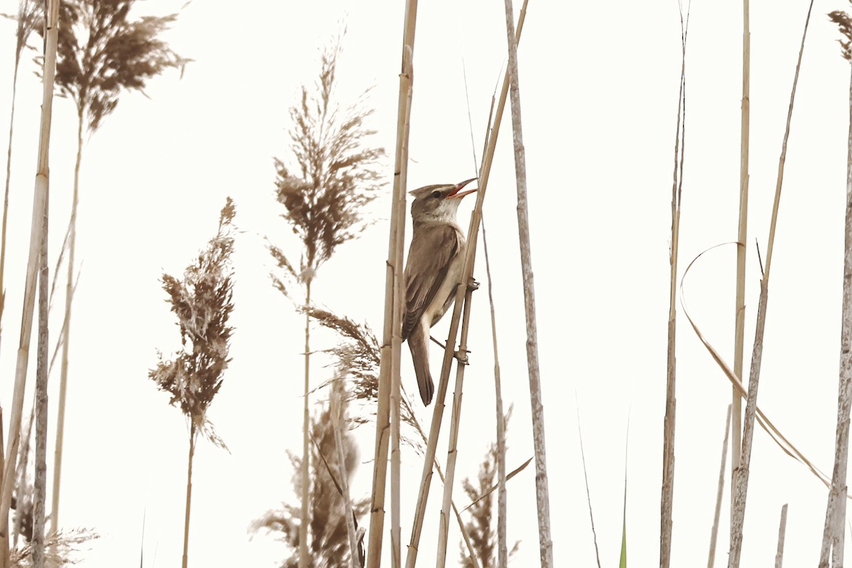 Great Reed Warbler - Murat Polat