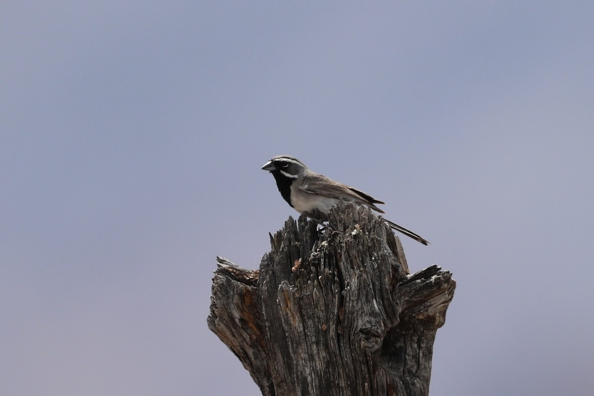 Black-throated Sparrow - Drew Allen