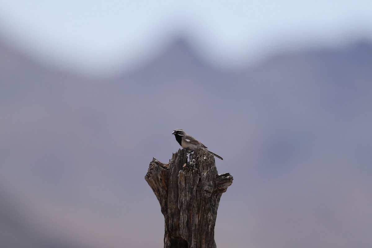 Black-throated Sparrow - Drew Allen