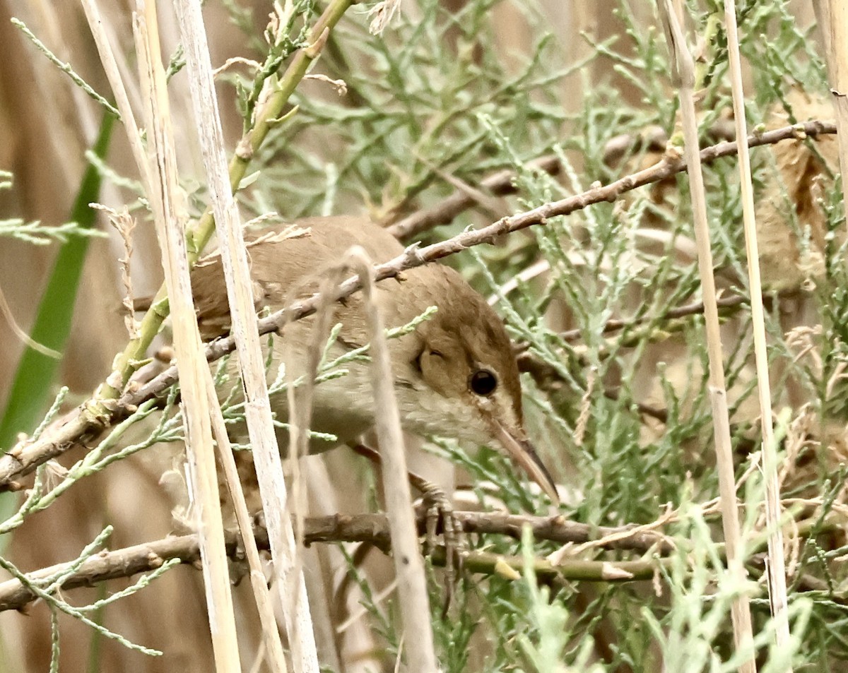 Common Reed Warbler - ML618229248