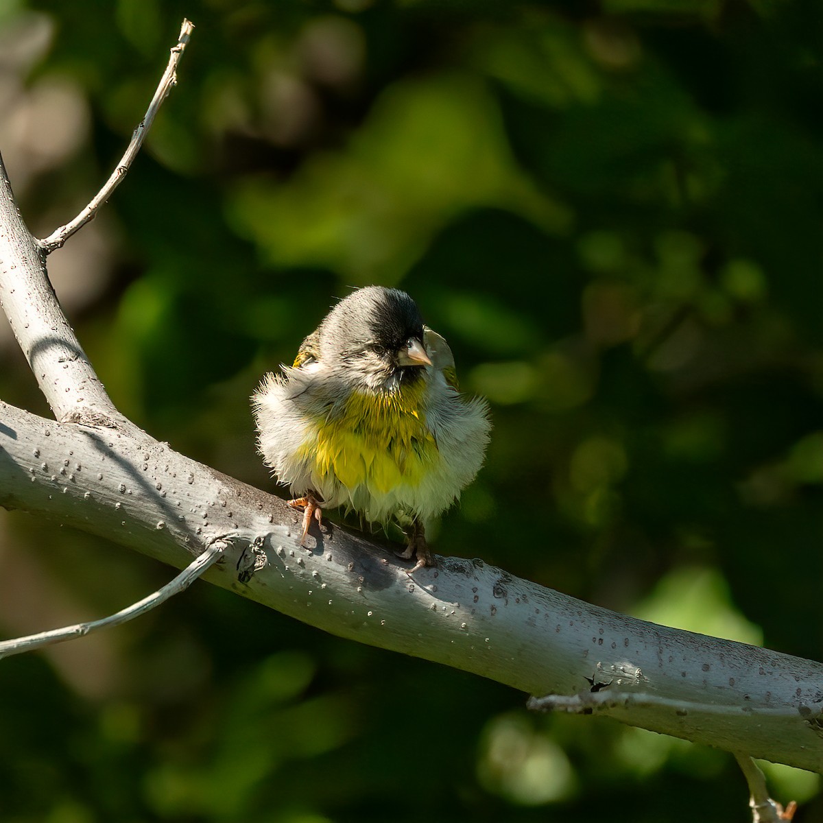 Lawrence's Goldfinch - ML618229281