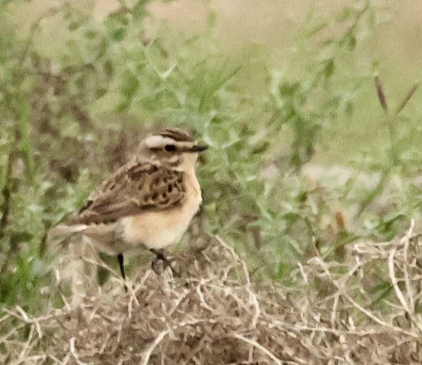Whinchat - ML618229282