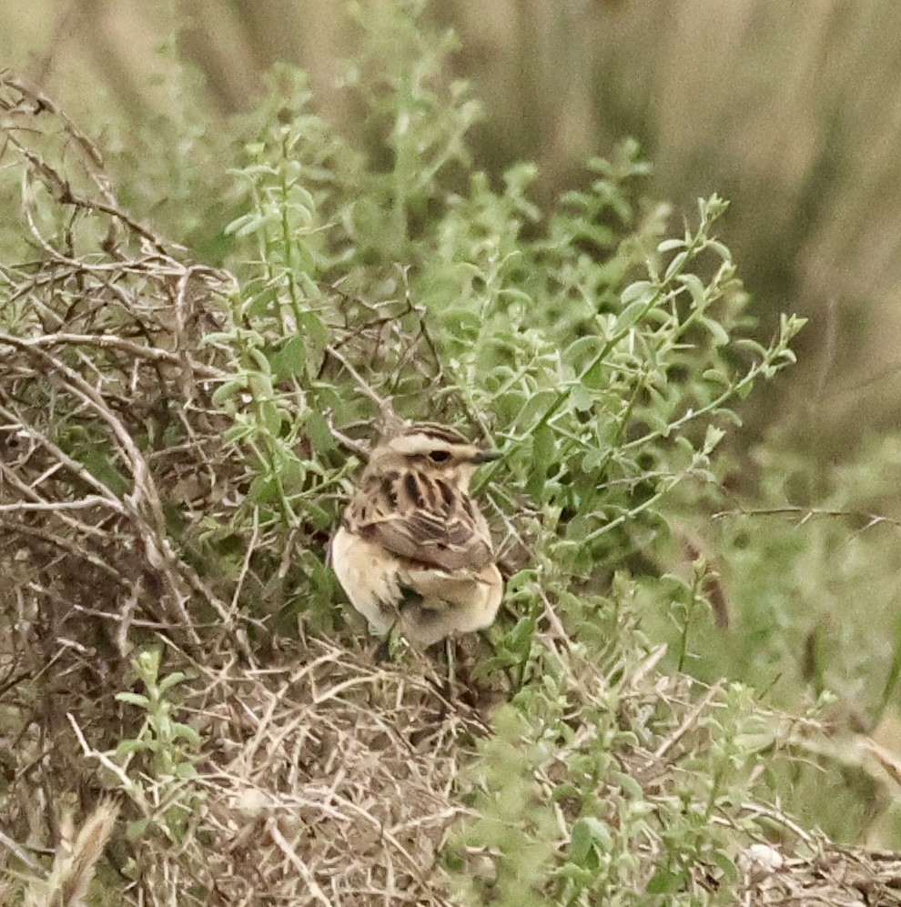 Whinchat - ML618229283