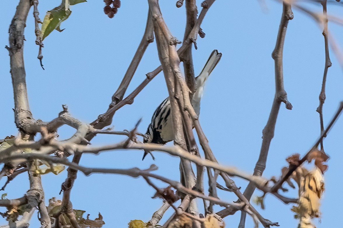 Black-throated Gray Warbler - Kathryn McGiffen