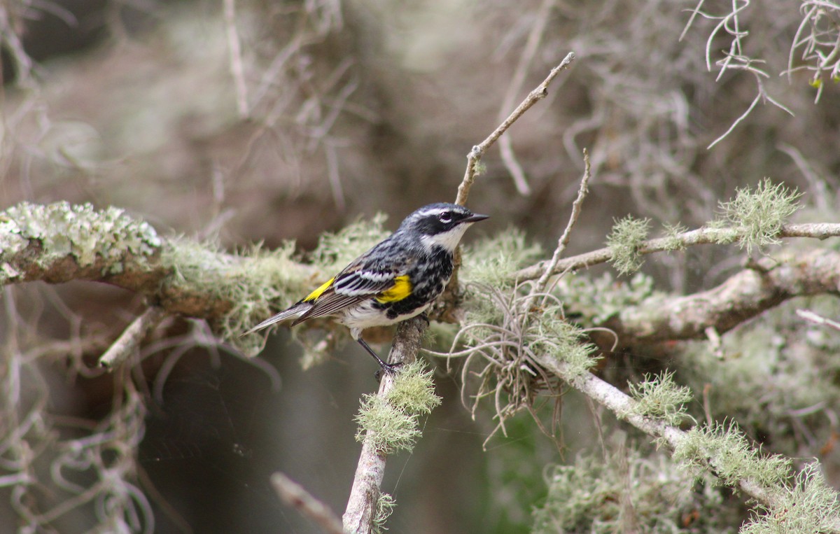 Yellow-rumped Warbler - William Hoeck