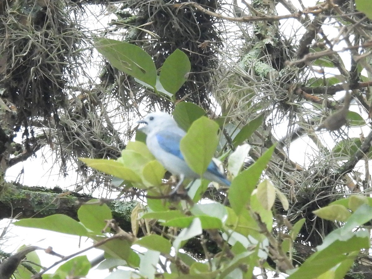 Blue-gray Tanager - ML618229344