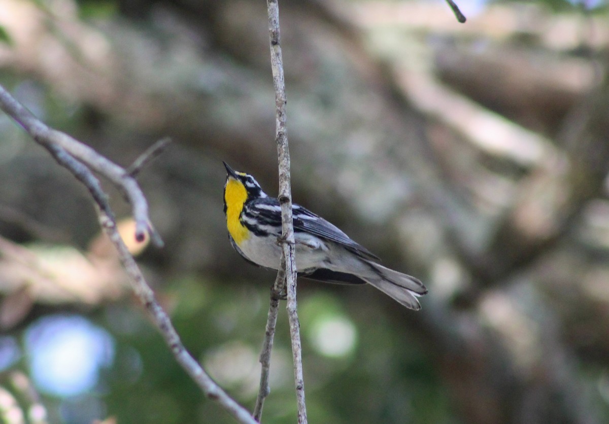 Yellow-throated Warbler - William Hoeck
