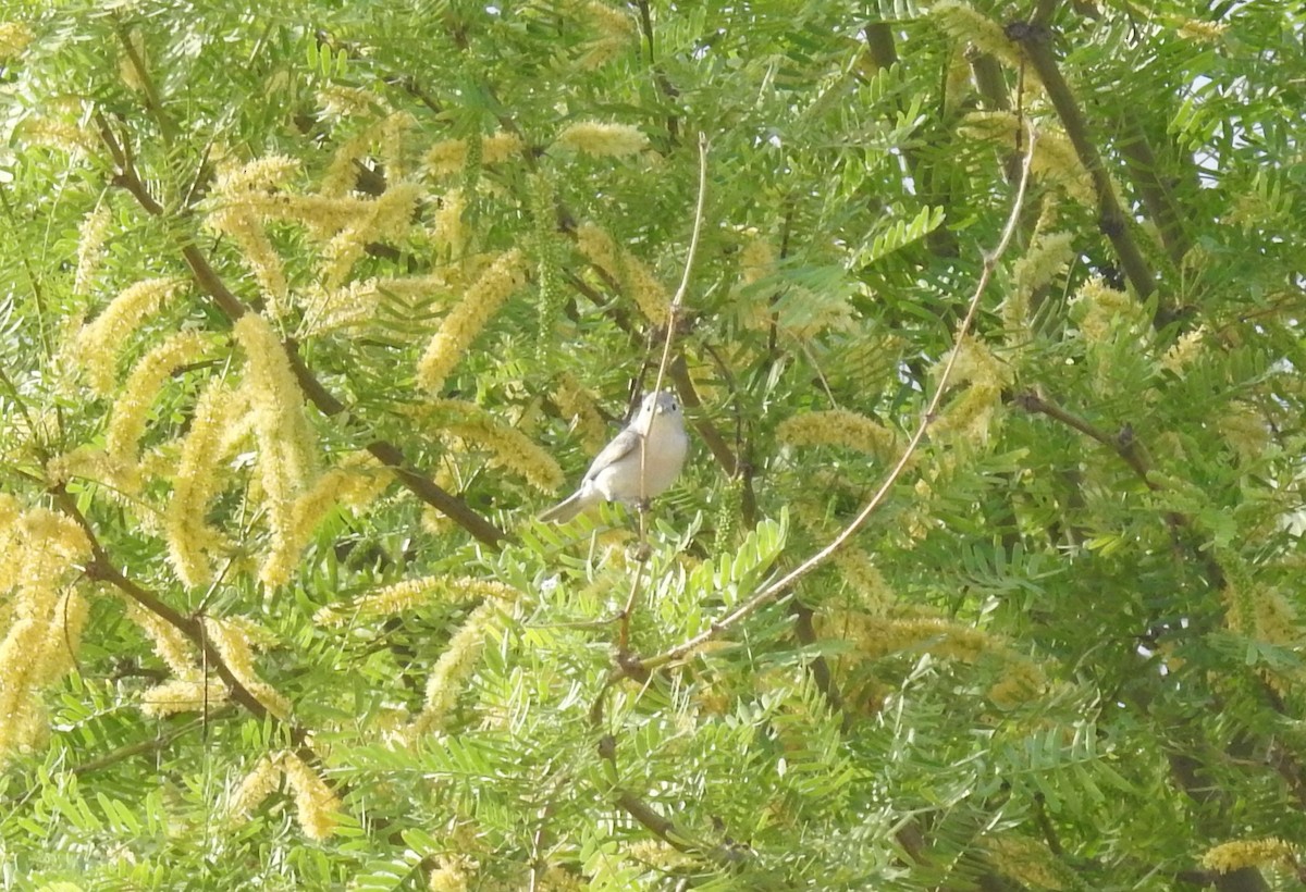 Lucy's Warbler - ML618229352