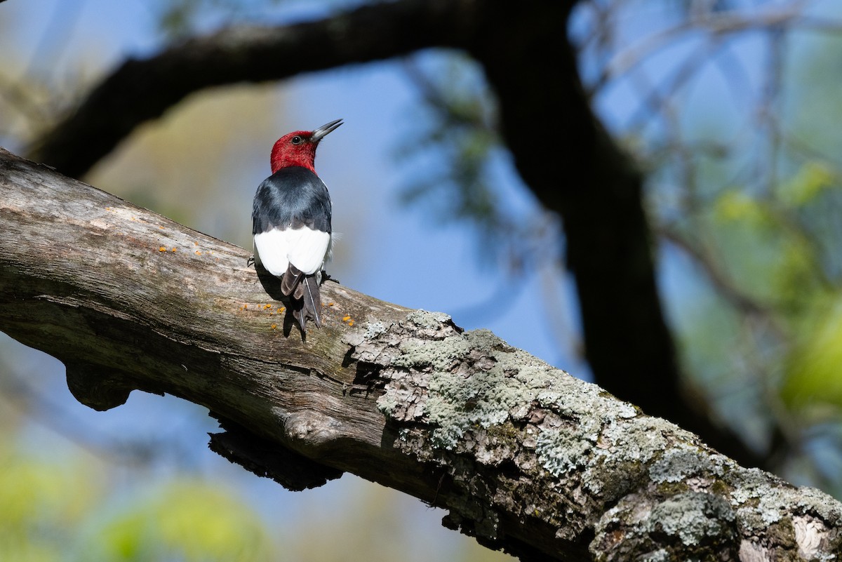 Red-headed Woodpecker - ML618229378