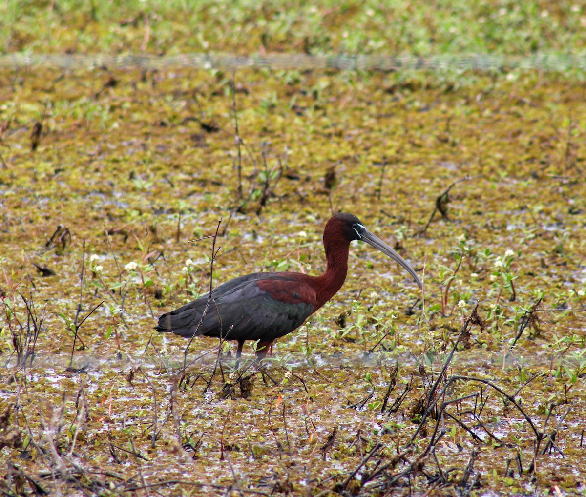 ibis hnědý - ML618229414