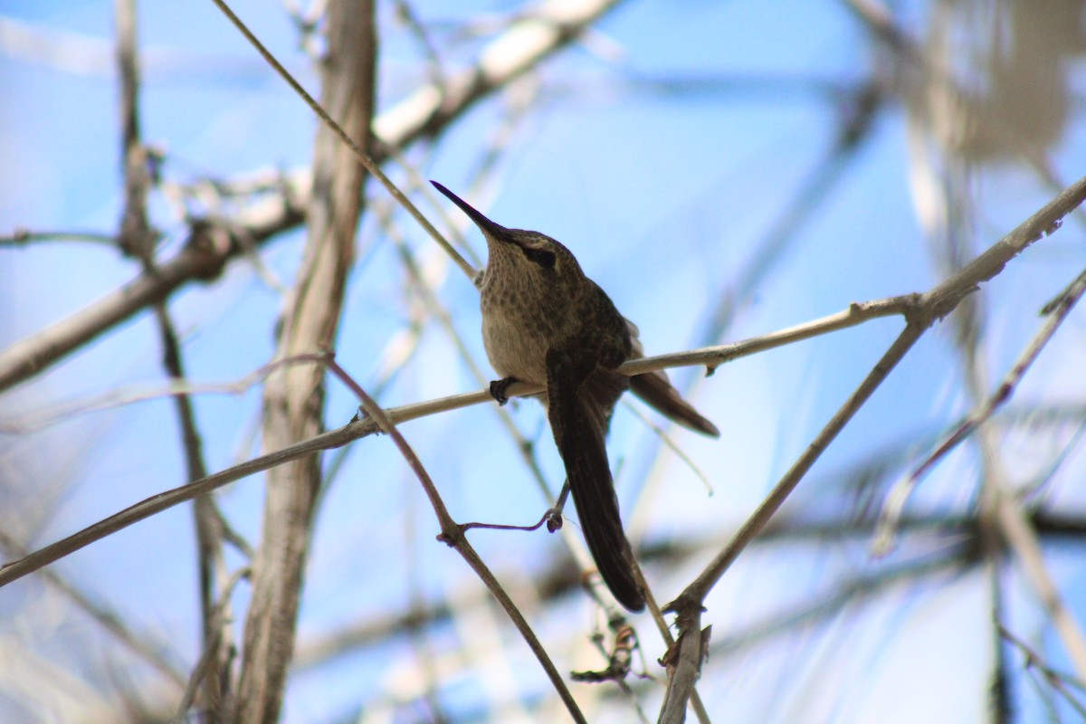 Anna's Hummingbird - ML618229466