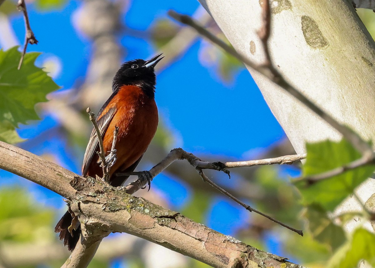 Orchard Oriole - ML618229470