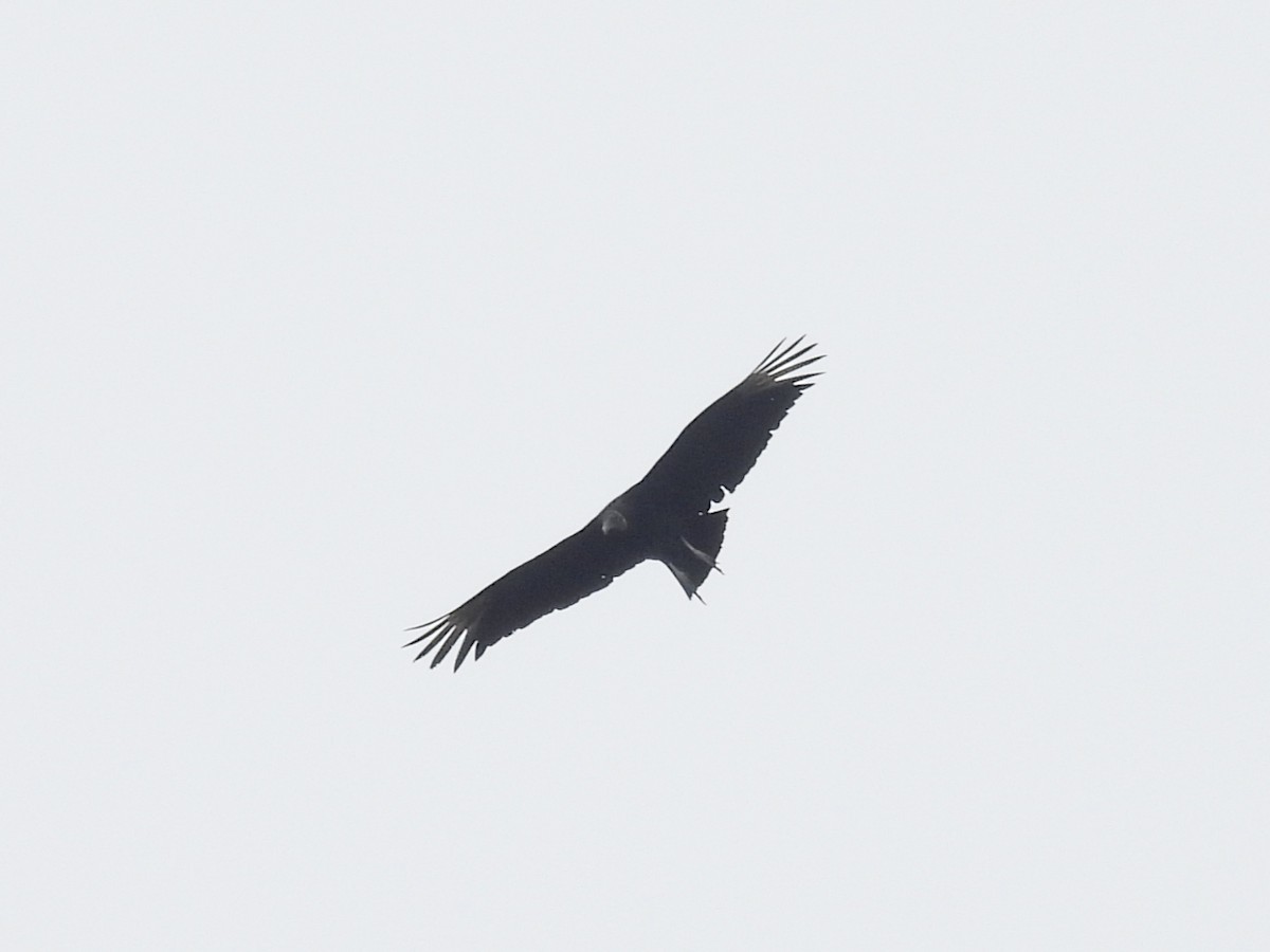 Black Vulture - ML618229508