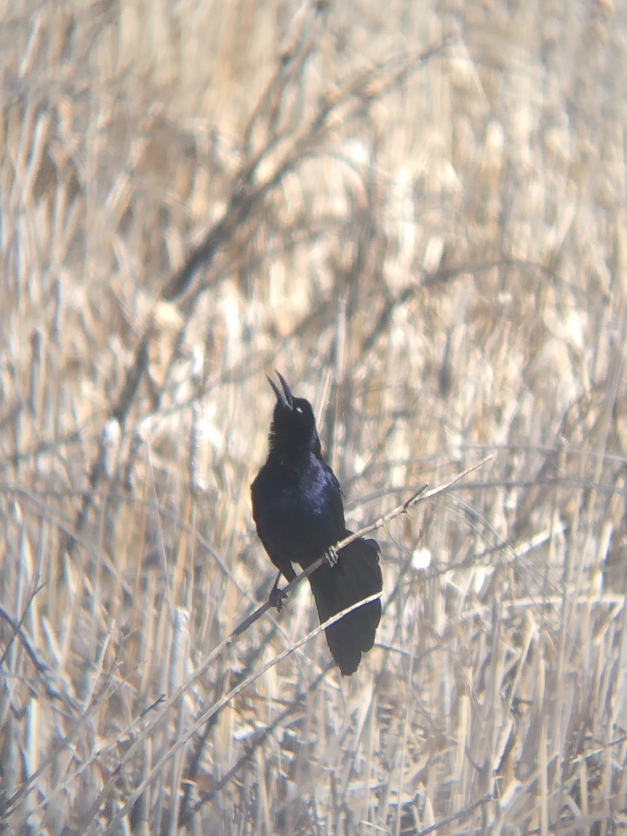 Great-tailed Grackle - Calliope Ketola