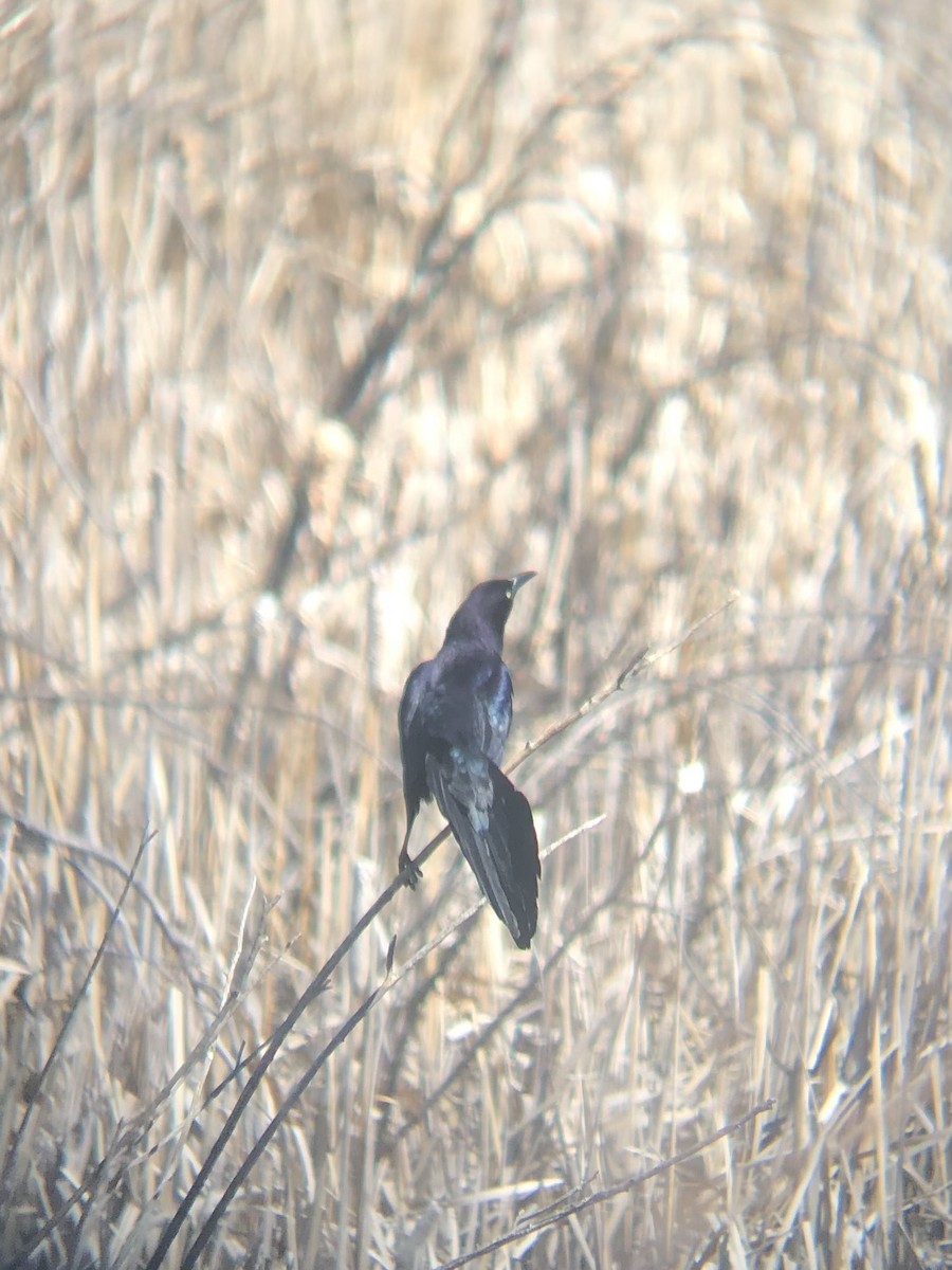 Great-tailed Grackle - ML618229513