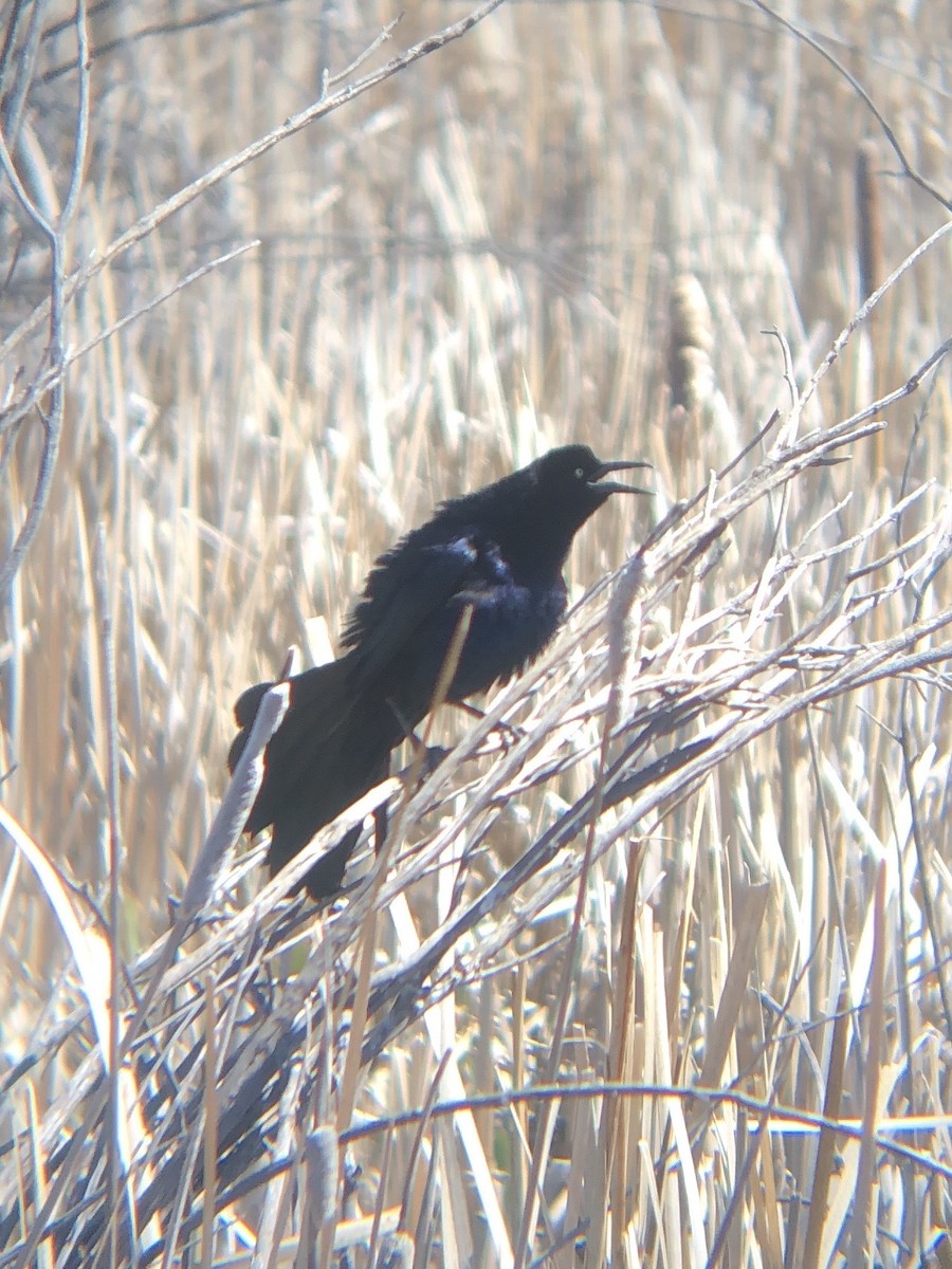 Great-tailed Grackle - Calliope Ketola