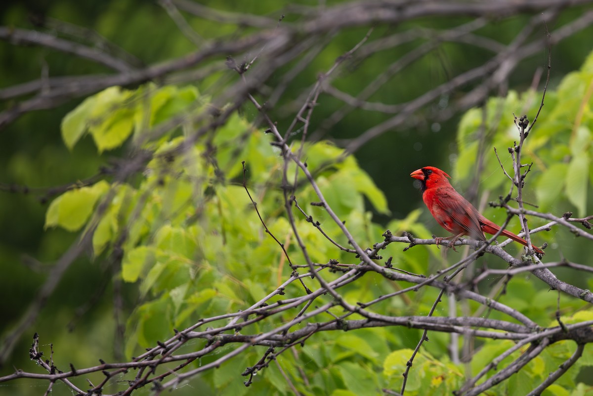 Northern Cardinal - ML618229527