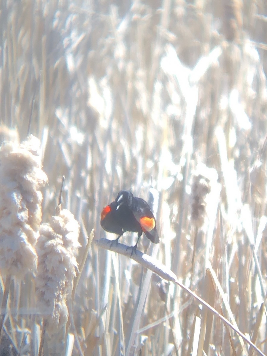 Red-winged Blackbird (Red-winged) - Calliope Ketola