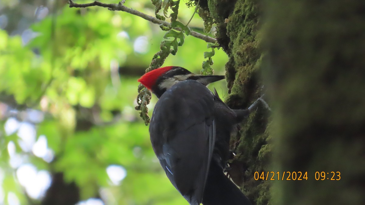 Pileated Woodpecker - Zehava Purim-Adimor