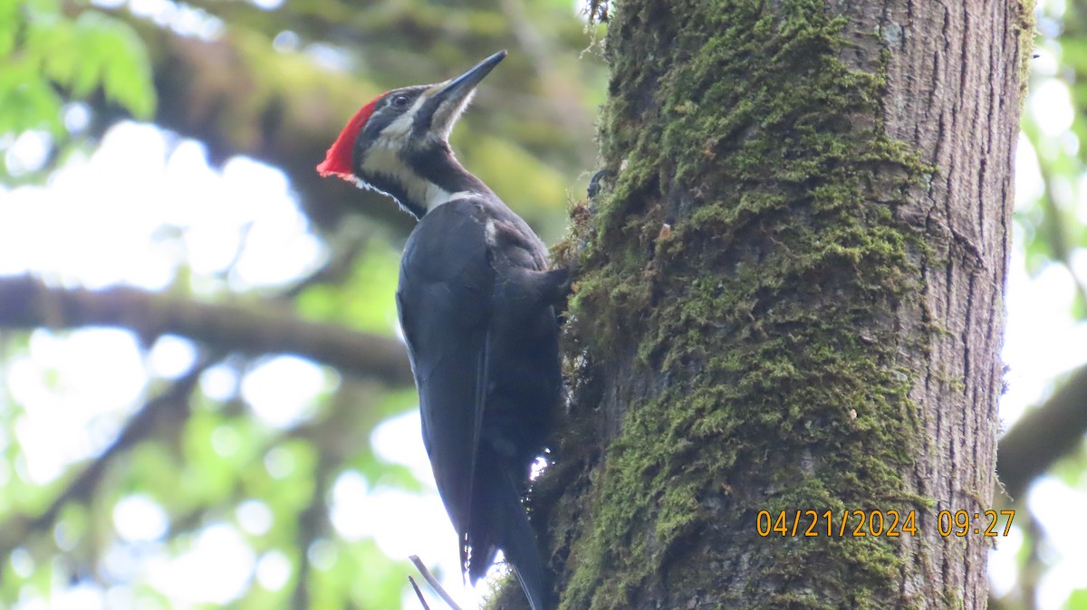 Pileated Woodpecker - Zehava Purim-Adimor