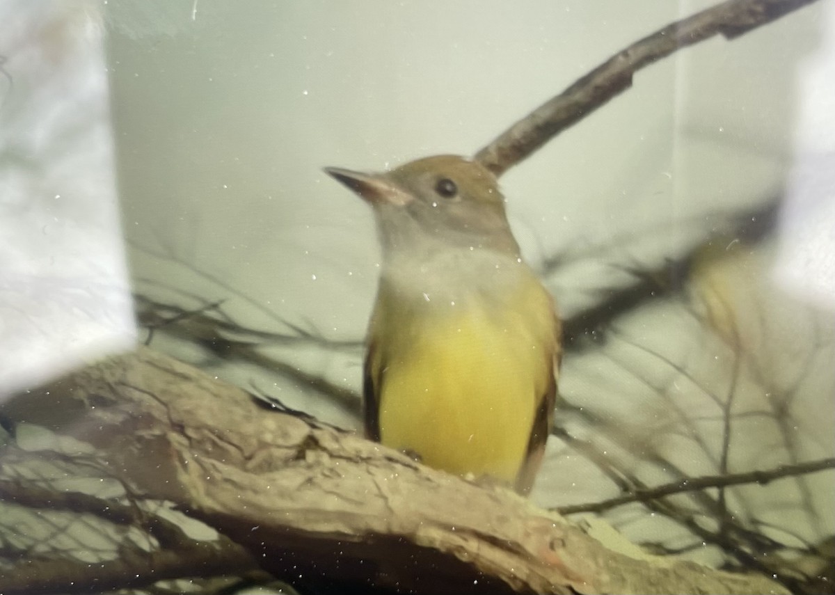 Great Crested Flycatcher - ML618229570