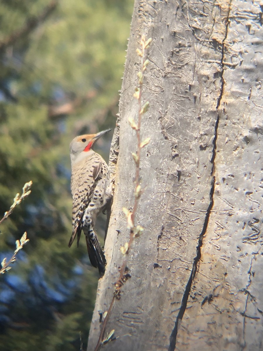 Northern Flicker (Red-shafted) - Calliope Ketola