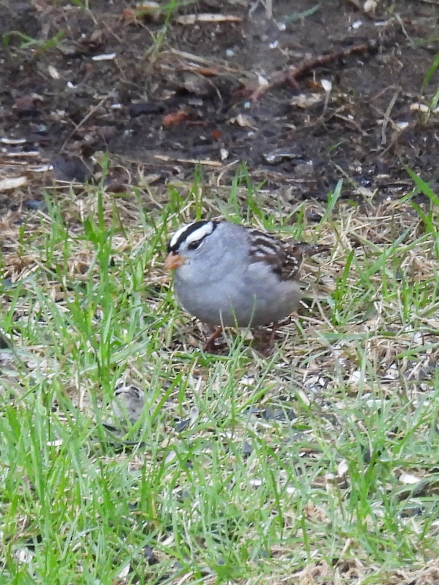 White-crowned Sparrow - ML618229578