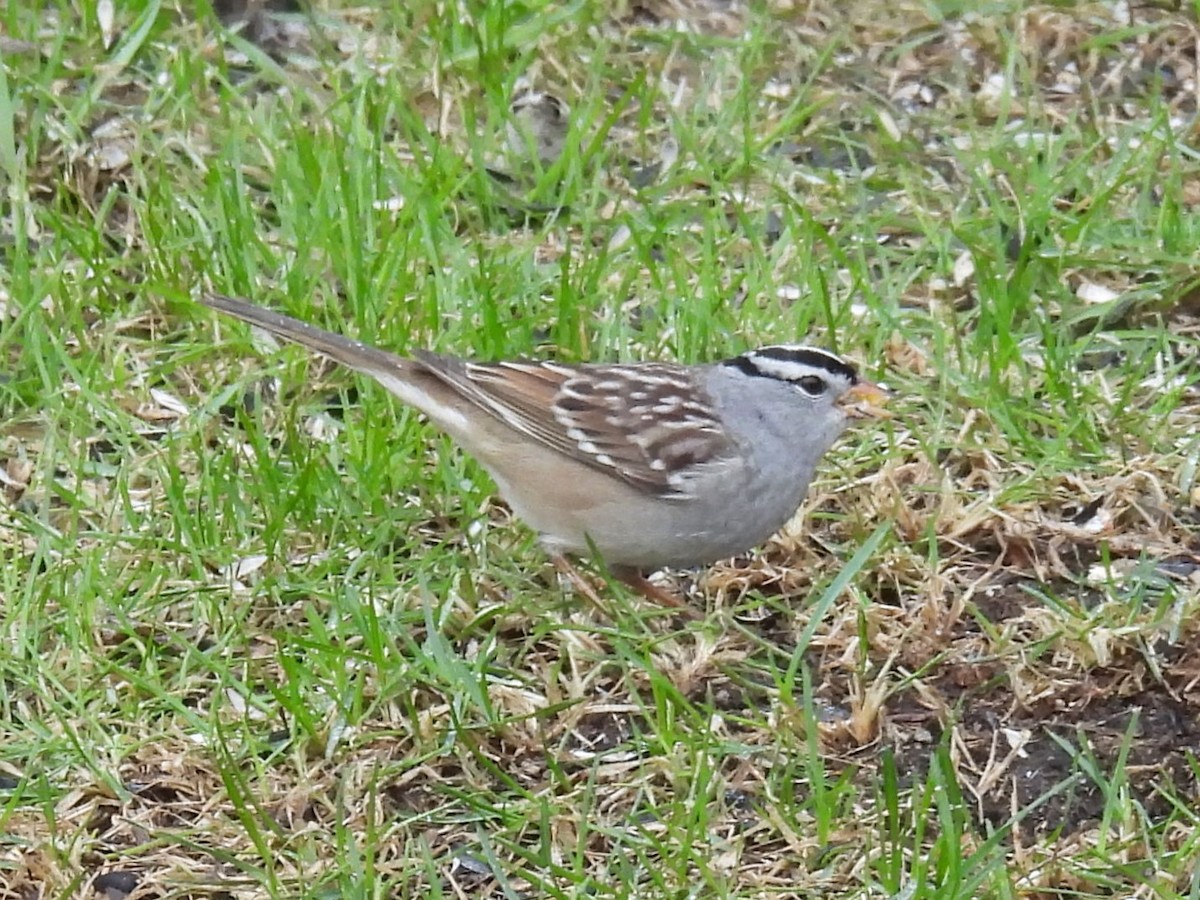 White-crowned Sparrow - ML618229579
