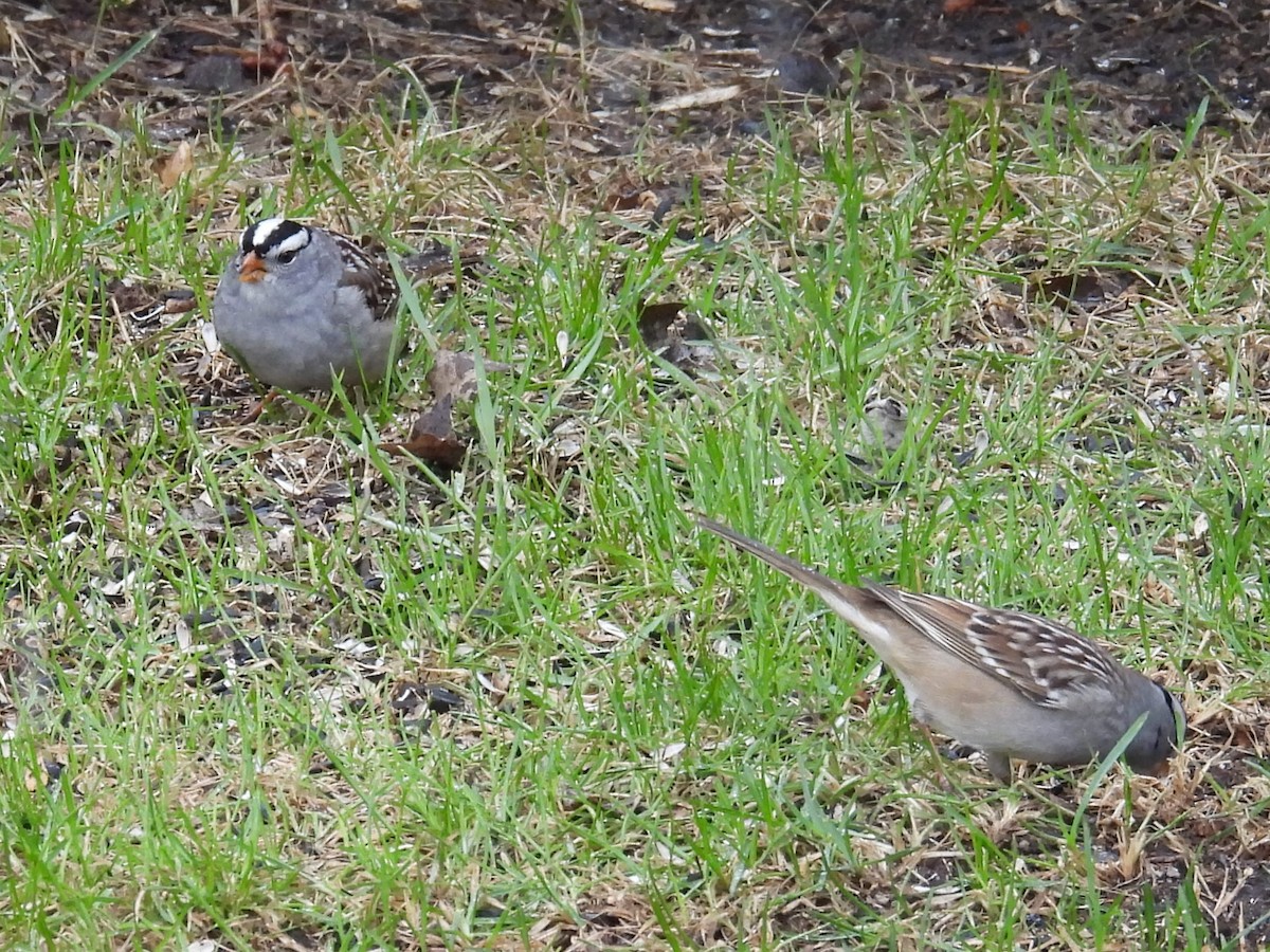 White-crowned Sparrow - ML618229580