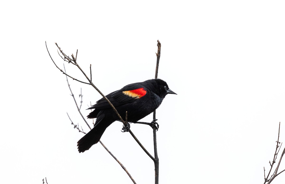 Red-winged Blackbird - ML618229581