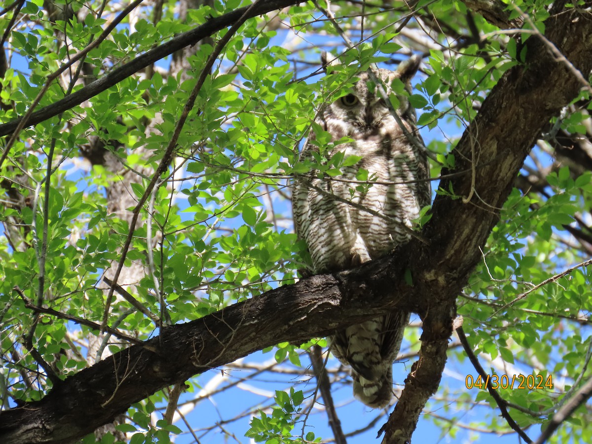 Great Horned Owl - ML618229594