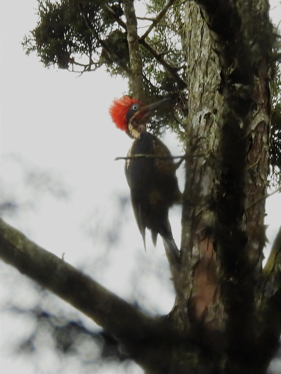 Lineated Woodpecker - Jhon Carlos Andres Rivera Higuera