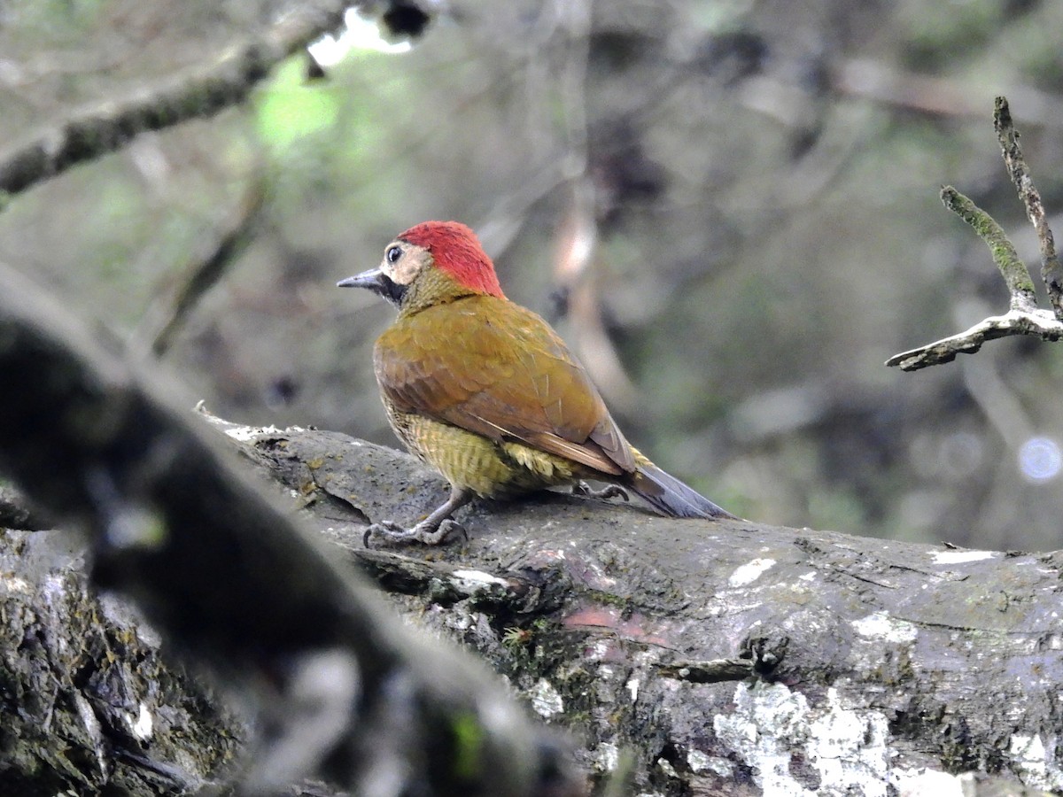 Golden-olive Woodpecker - Jhon Carlos Andres Rivera Higuera