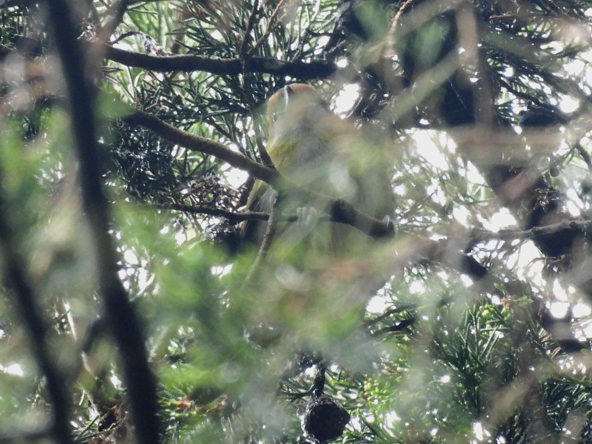 Черноклювый попугаевый виреон - ML618229665