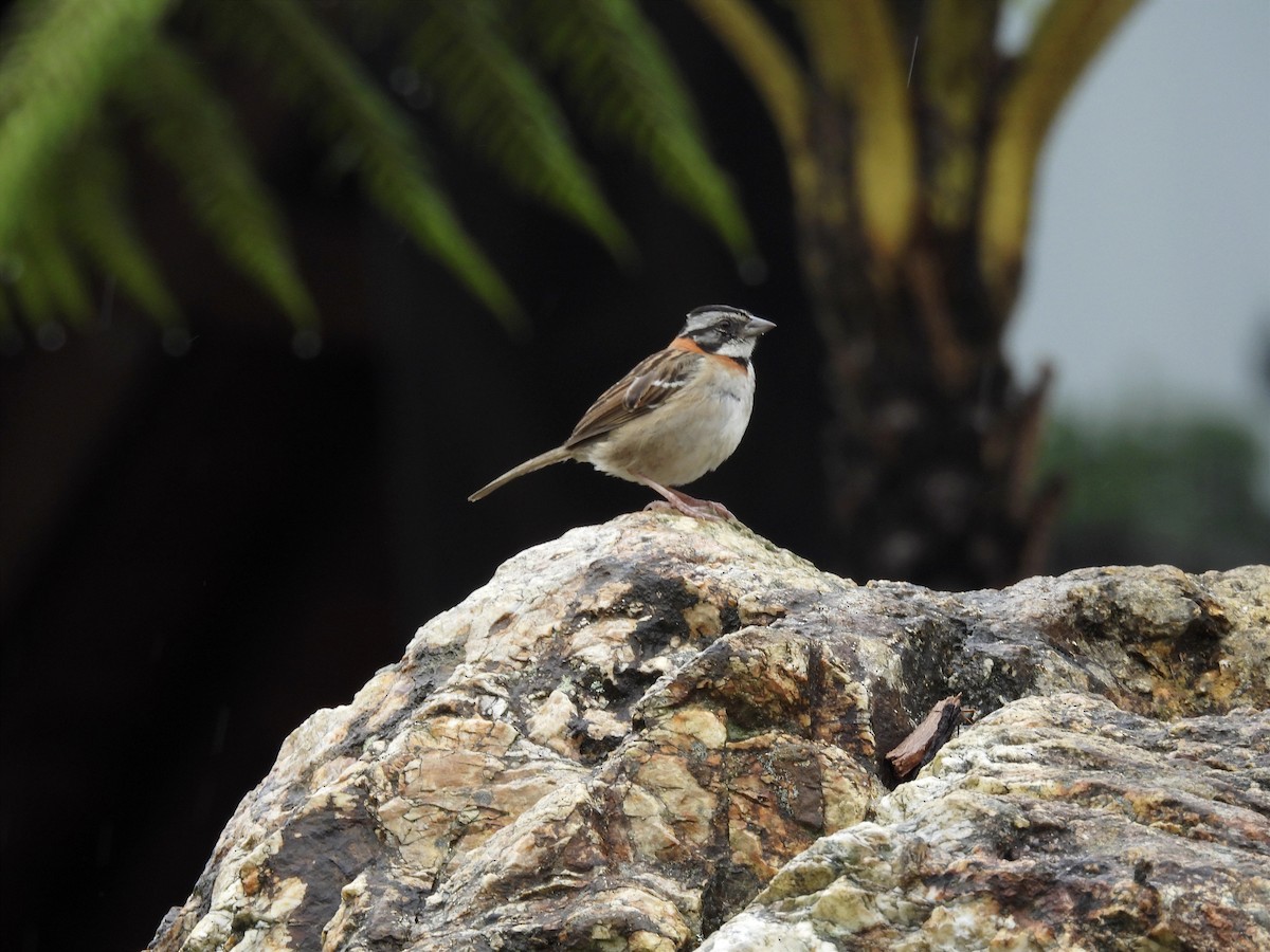 Rufous-collared Sparrow - Jhon Carlos Andres Rivera Higuera