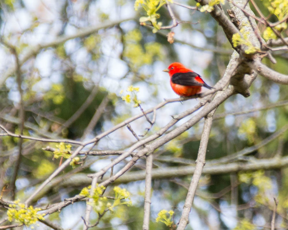 Scarlet Tanager - ML618229713
