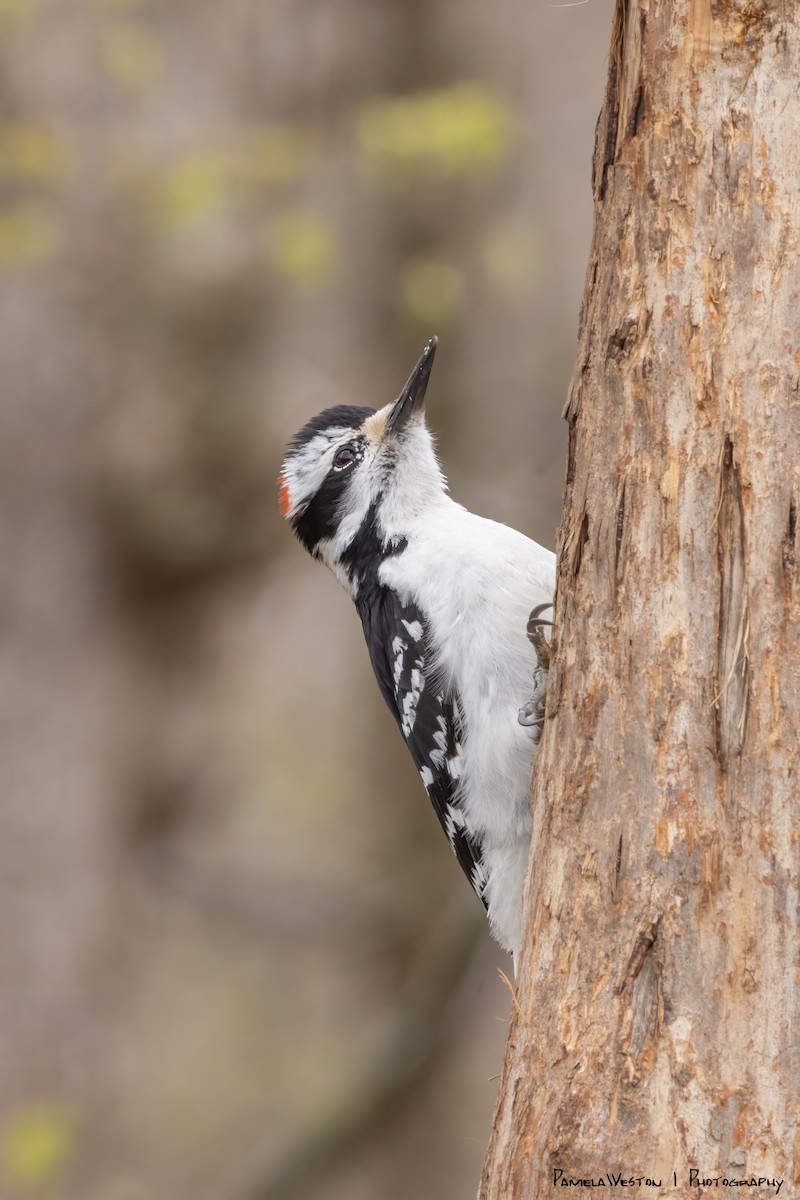 Hairy Woodpecker (Eastern) - ML618229745